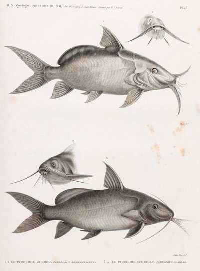 Le Pimedlode Guemel y Le Pimelode Scheilan de Unbekannt