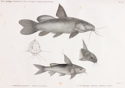 Le Pimelode Karafche & Le Pimelode Aboureal de Unbekannt