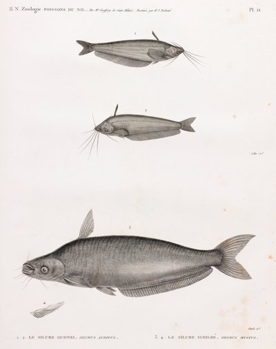 Le Silure Oudnei & Le Silure Schilbe de Unbekannt