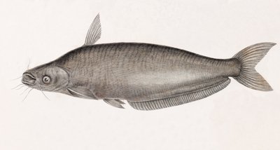 Le Silure Schilbe de Unbekannt