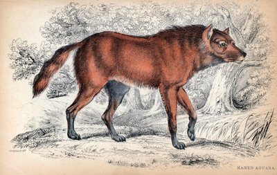 Le loup a criniere, Chrysocyon brachyurus - Litografía del Coronel Charles Hamilton Smith para ilustrar Naturalist
