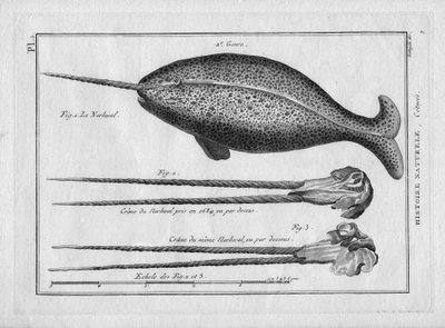 Le narvalin "Painte Encyclopedique et Methodique des trois Regnes de la Nature" de Pierre Joseph Bonnaterre (1762-1804), París 1784. de Unbekannter Künstler