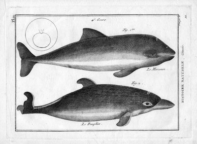 La marsopa y el delfín en "Painting Encyclopedique et Methodique des trois Regnes de la Nature" de Pierre Joseph Bonnaterre (1762-1804). París, 1784. de Unbekannter Künstler