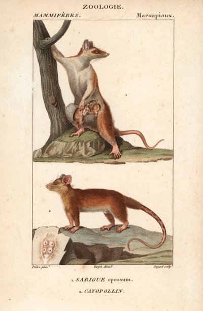 Le sarigue ou opossum et le cayopollin - Eau forte de Jean Gabriel Pretre (1780-1845), grabado por Carnonkel, para el diccionario de ciencias naturales: mamíferos de Frederic Cuvier, editado por Pierre Jean Francois Turpin (1775-1840), publicado por F.G.Le de Unbekannter Künstler