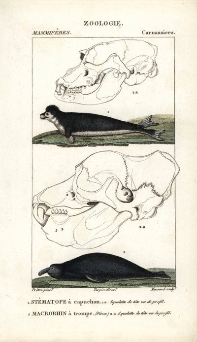 Le stematope à capuchon et le macrorhin a trompe ou elephant de mer - Eau forte de Jean Gabriel Pretre (1780-1845), grabado por Carnonkel, para el diccionario de ciencias naturales: mamíferos de Frederic Cuvier, editado por Pierre Jean Francois Turpin (177 de Unbekannter Künstler