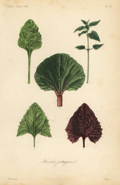 Verduras de hoja de Unbekannt