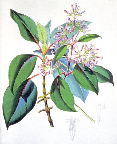Hojas y flores del árbol de la quina, c.1850 (grabado) de Unbekannter Künstler