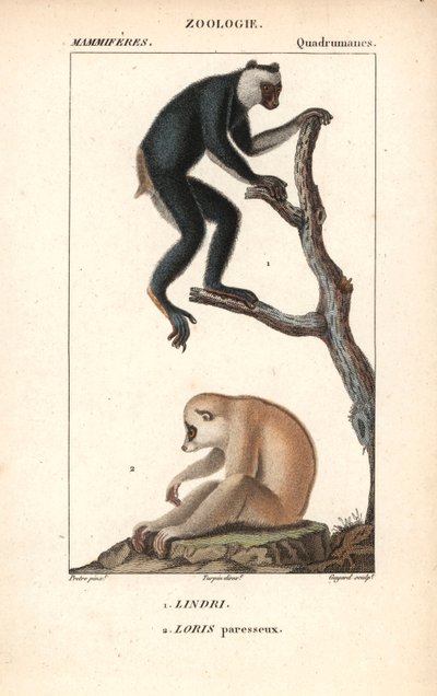 Lemurien indri indri et loris lazy - Litografía, ilustración de Jean Gabriel Pretre (1780-1885) editada por Pierre Jean Francois Turpin (1775-1840), extraída del "diccionario de ciencias naturales" de Frederic Cuvier, París, Francia. de Unbekannter Künstler