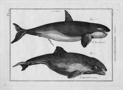 La orca y la ballena asesina en "Tableau Encyclopedique et Methodique des trois Regnes de la Nature" de Pierre Joseph Bonnaterre (1762-1804), París 1784. de Unbekannter Künstler