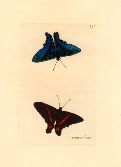 Lepidoptere, visto desde las alas, la parte superior tiene líneas rojas y el reverso en los machos es de color azul, Ancyluris meliboeus -Litografía de Richard Polydore Nodder (1774-1823) publicada en The Naturalist Miscellany de Unbekannter Künstler