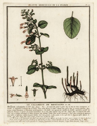 Calaminta menor, Clinopodium nepeta. de Unbekannter Künstler