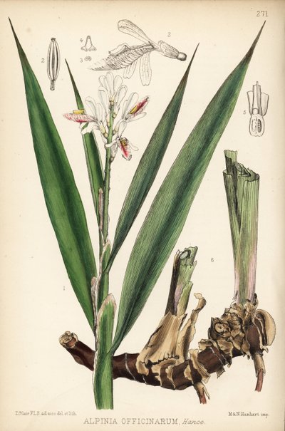 Galanga menor, Alpinia officinarum. Litografía coloreada a mano por Hanhart a partir de una ilustración botánica de David Blair de Robert Bentley and Henry Trimen