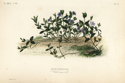Pervinca menor, Vinca minor, Petite pervenche de Unbekannt
