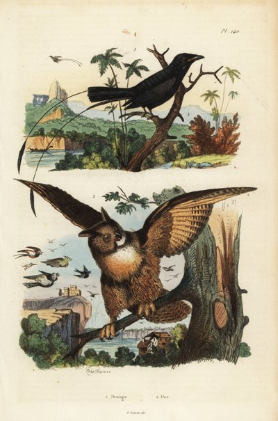 Drongo menor de cola de raqueta, Dicrurus remifer, y búho real, Bubo bubo de Unbekannt