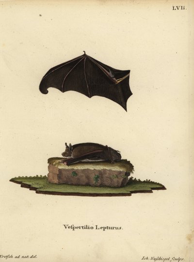 Murciélago de alas pequeñas, Saccopteryx leptura. Vespertilio lepturus. Grabado en cobre coloreado a mano por Johann Nussbiegel a partir de una ilustración del natural de J.D. Kretsch de la obra de Johann Christian Daniel Schreber Animal Illustrations afte de Unbekannter Künstler
