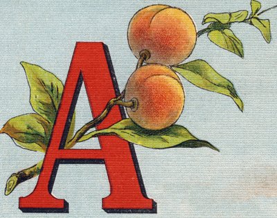 Letra A: albaricoque. Grabado en "Alphabet de ma petite fille". Bernardin-Bechet y Fils, libreros-editores, París, alrededor de 1895. Álbum irrompible en lienzo. Bibliothèque des Bébés. 12 páginas. Álbum que contiene un método de lectura y un abecedario il de Unbekannt