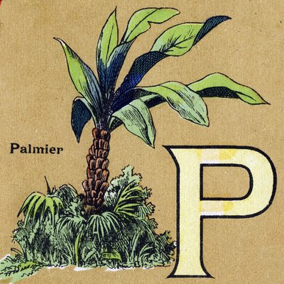 Letra P como palmera. Alfabeto ilustrado. Imágenes reunidas en Jarville-Nancy, principios del siglo XX. de Unbekannt