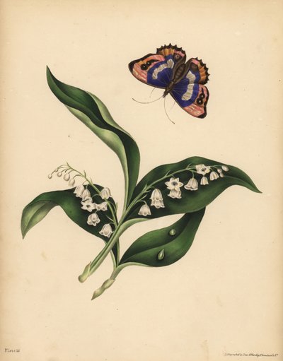 Lirios del Valle, Convallaria majalis, Pureza y retorno de la felicidad; La mariposa emperador púrpura, Apatura iris, Inmortalidad del alma de Unbekannt