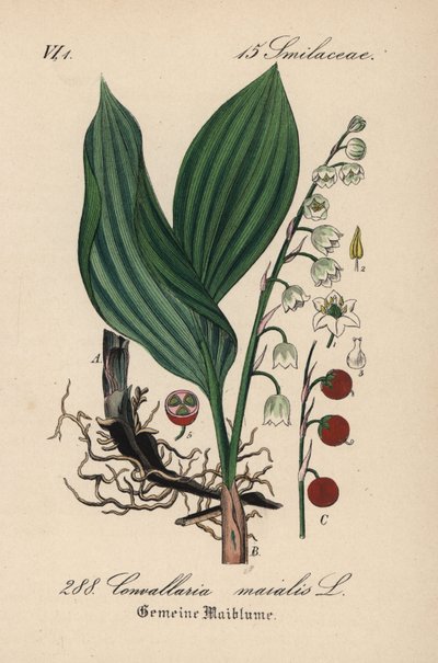 Lirio de los valles, Convallaria majalis. Litografía coloreada a mano de la Flora alemana (Flora von Deutschland) de Diederich von Schlechtendal, Jena. de Unbekannter Künstler