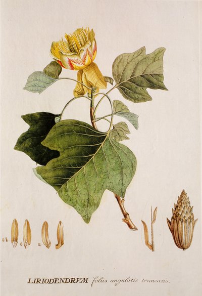 Liriodendron tulipifera/Tulipán/Tulipero de Unbekannt