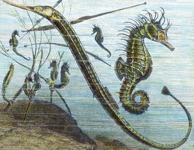 Vivir en el mar de Unbekannter Künstler
