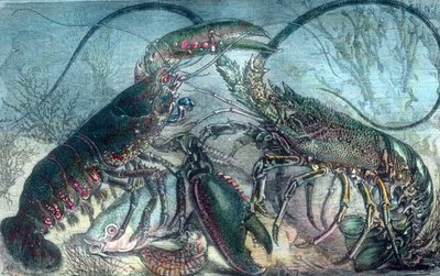 Langosta y cangrejos de río de Unbekannter Künstler