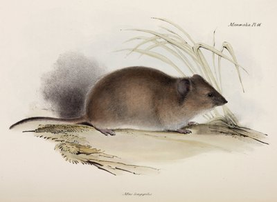 Rata de pelo largo o de la peste, Australia, c 1832-1836 de Unbekannter Künstler