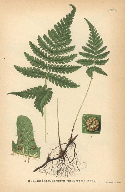 Helecho largo del haya, Phegopteris connectilis de Unbekannter Künstler