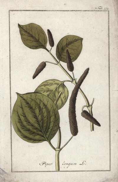 Plato de pimienta larga (Piper longum). Litografía de "Afbeelding der Artseny-Gewassen" de Johannes Zorn (1739-1799), Países Bajos. de Unbekannter Künstler