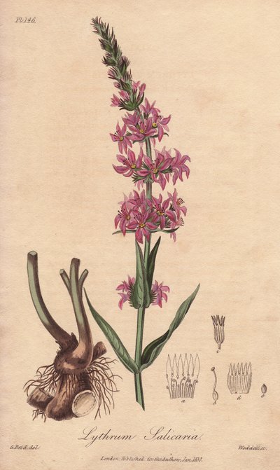 Loosestrife (Lythrum salicaria) - Agua fuerte de William Clarke para ilustrar "Medical Botanical, Description of the Medicinal Plants of London, Edinburgh and Dublin" de John Stephenson y James Morss Churchill, publicado en Londres por John Churchill en 1 de Unbekannter Künstler