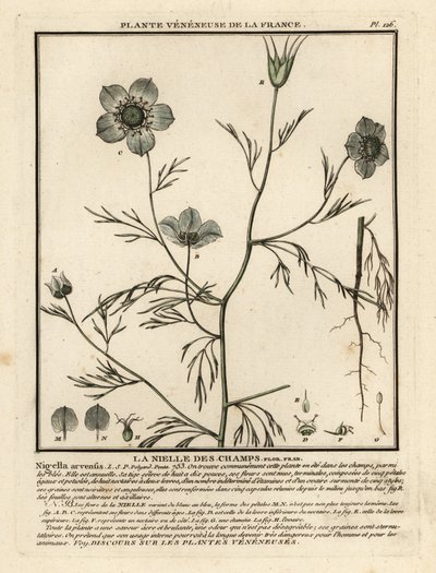 Amor-en-una-niebla. Nigella arvensis. de Unbekannter Künstler