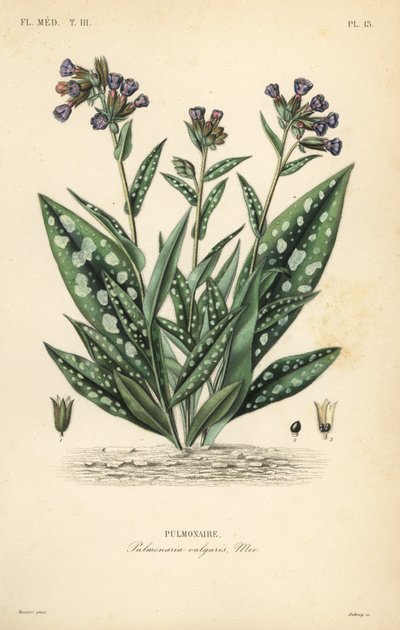 Pulmonaria, Pulmonaria officinalis de Unbekannt