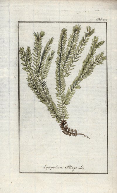 Licopodio en palos o licopodio oficinal (Lycopodium clavatum). Litografía de "Afbeelding der Artseny-Gewassen" de Johannes Zorn (1739-1799), Países Bajos. de Unbekannter Künstler