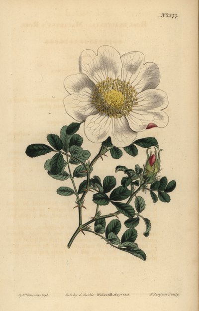 Rosa de Macartney, Rosa bracteata de Unbekannt