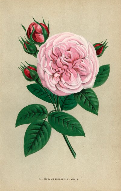 Rosa Madame Hippolyte Jamain, híbrido criado por Monsieur Garcon de Rouen en 1871 y dedicado a la esposa del autor. Cromolitografía dibujada y litografiada al natural por F. Grobon a partir de "Les Roses" de Hippolyte Jamain y Eugene Forney, París, J. Roth de Unbekannter Künstler