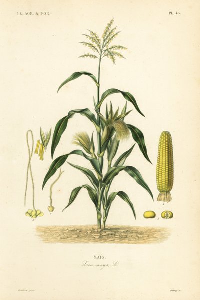 Maíz, Zea mays de Unbekannt