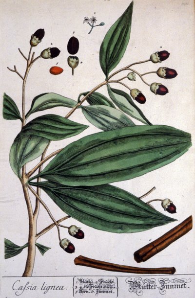 Malabar Cinnamon plant de Unbekannter Künstler