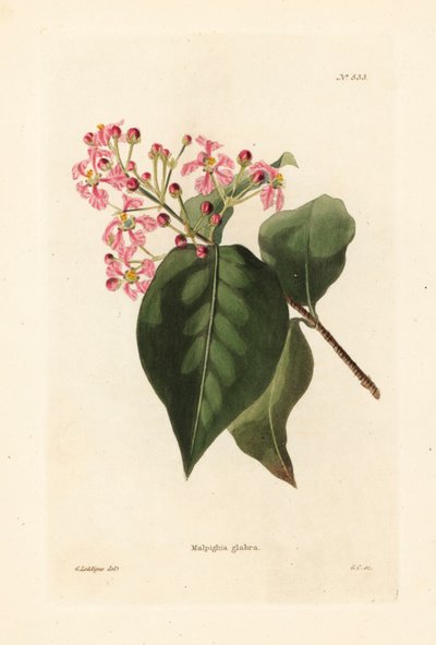 Malpighia glabra. Grabado en cobre coloreado a mano por George Cooke a partir de una ilustración de George Loddiges del Botanical Cabinet de Conrad Loddiges, Hackney, Londres. de Unbekannter Künstler