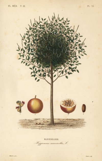 Manzanillo o árbol de manzanilla, Hippomane mancinella, Mancenillier de Unbekannt
