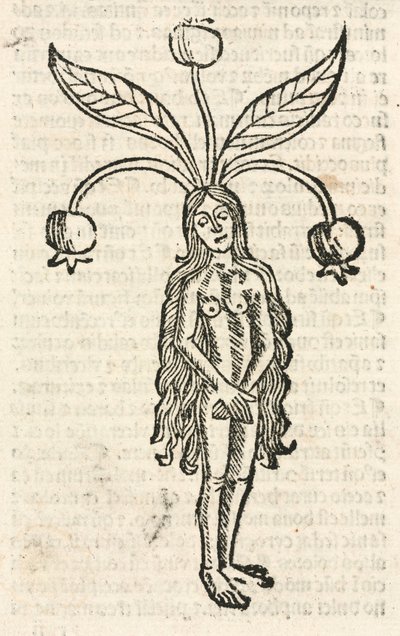 Mandrágora (forma femenina) de Unbekannt