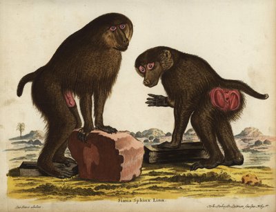 Mandril incluso, Mandrillus sphinx. Vulnerable. Simia sphynx Linn. Grabado en cobre coloreado a mano por Johann Sebastian Leitner a partir de una ilustración de Jacques de Seve de la obra de Johann Christian Daniel Schreber, Animal Illustrations after Natu de Unbekannter Künstler
