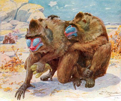 Mandriles. Del anuario de Bibby publicado en 1910. de Unbekannter Künstler