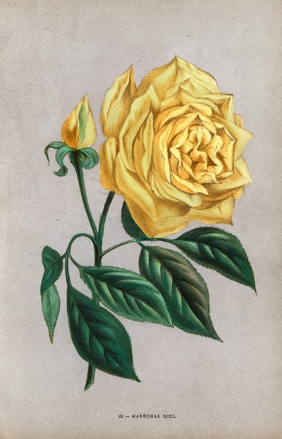 Rosa Marechal Niel, variedad amarilla de la rosa avellana criada por Montauban en 1864. Cromolitografía dibujada y litografiada al natural por F. Grobon a partir de "Les Roses" de Hippolyte Jamain y Eugene Forney, París, J. Rothschild. de Unbekannter Künstler