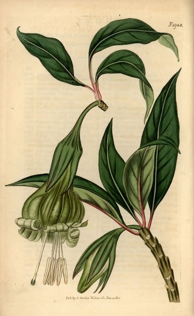 Markea viridiflora (Solandra viridiflora). Grabado en cobre coloreado a mano de la revista Botanical Magazine de Samuel Curtis, Londres. de Unbekannter Künstler