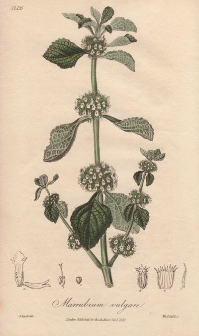Marrubium vulgare (Marrubium vulgare) - Agua fuerte de William Clarke para ilustrar "Medical Botanical, Description of the Medicinal Plants of London, Edinburgh and Dublin" de John Stephenson y James Morss Churchill, publicado en Londres por John Churchil. de Unbekannter Künstler