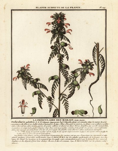 Hierba de los pantanos, Pedicularis palustris. de Unbekannter Künstler