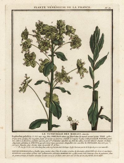 Marsh expurgo, Euphorbia palustris. de Unbekannter Künstler