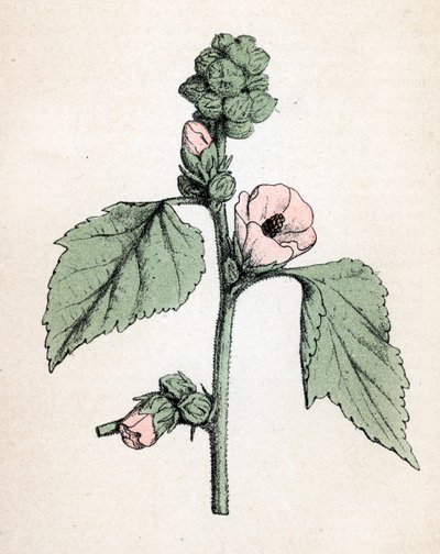 Marshmallow officinale (Althaea officinalis) (Malva blanca) (malvavisco, malva de los pantanos) Lámina botánica del "Atlas colorie des plantes medicinales" de Paul Hariot de Unbekannter Künstler