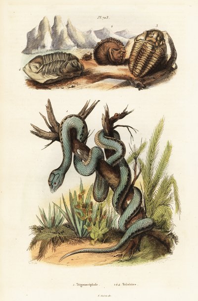 Víbora de pozo de Martinica y trilobites extintos. de Unbekannter Künstler