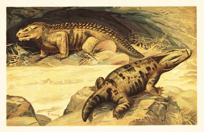 Mastodonsaurus y Pareiasaurus.1908 (litografía) de Unbekannter Künstler